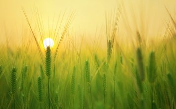 Recambios que debes conocer para tus trabajos en el campo